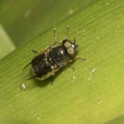 Odontomyia sp. (genus) (A soldier fly) at Higgins, ACT - 2 Dec 2022 by AlisonMilton