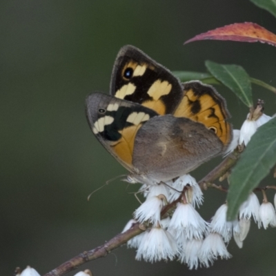 Heteronympha merope (Common Brown Butterfly) at Penrose - 28 Dec 2022 by Aussiegall