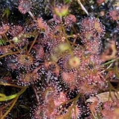 Drosera peltata (Shield Sundew) at Yaouk, NSW - 20 Dec 2022 by NedJohnston