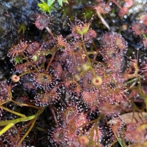 Drosera peltata at Yaouk, NSW - 20 Dec 2022 05:33 PM