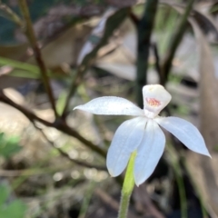 Caladenia alpina (Mountain Caps) at Yaouk, NSW - 20 Dec 2022 by NedJohnston