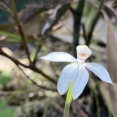 Caladenia alpina (Mountain Caps) at Scabby Range Nature Reserve - 20 Dec 2022 by Ned_Johnston