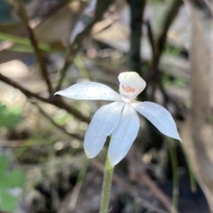 Caladenia alpina at Yaouk, NSW - 20 Dec 2022