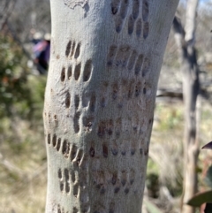 Eucalyptus pauciflora subsp. pauciflora (White Sally, Snow Gum) at Scabby Range Nature Reserve - 20 Dec 2022 by NedJohnston