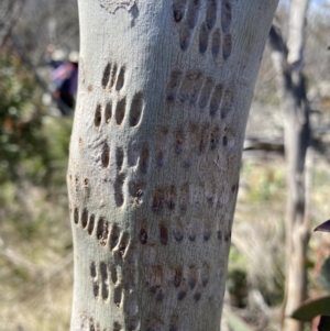Eucalyptus pauciflora subsp. pauciflora at Scabby Range Nature Reserve - 20 Dec 2022