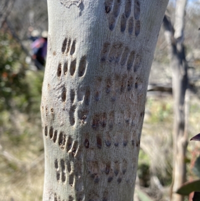 Eucalyptus pauciflora subsp. pauciflora (White Sally, Snow Gum) at Scabby Range Nature Reserve - 20 Dec 2022 by Ned_Johnston