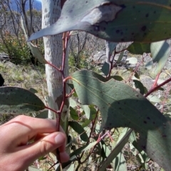 Eucalyptus pauciflora subsp. pauciflora at Scabby Range Nature Reserve - 20 Dec 2022 04:52 PM