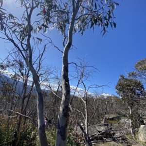 Eucalyptus pauciflora subsp. pauciflora at Scabby Range Nature Reserve - 20 Dec 2022