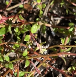 Gonocarpus micranthus at Yaouk, NSW - 20 Dec 2022 04:51 PM