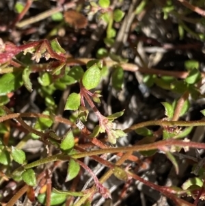 Gonocarpus micranthus at Yaouk, NSW - 20 Dec 2022