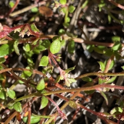 Gonocarpus micranthus (Creeping Raspwort) at Yaouk, NSW - 20 Dec 2022 by NedJohnston