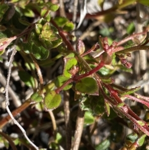 Gonocarpus micranthus at Yaouk, NSW - 20 Dec 2022 04:51 PM