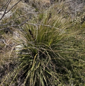 Gahnia subaequiglumis at Yaouk, NSW - 20 Dec 2022