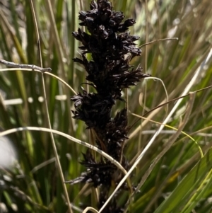 Gahnia subaequiglumis at Yaouk, NSW - 20 Dec 2022