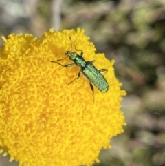 Eleale aspera (Clerid beetle) at Yaouk, NSW - 20 Dec 2022 by NedJohnston