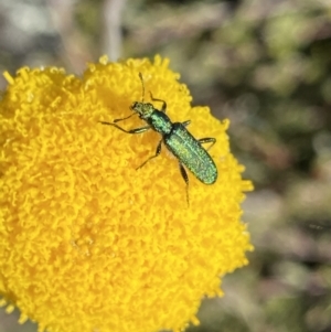 Eleale aspera at Yaouk, NSW - 20 Dec 2022 04:42 PM