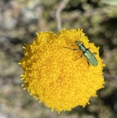 Eleale aspera at Yaouk, NSW - 20 Dec 2022 04:42 PM