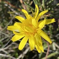 Microseris lanceolata (Yam Daisy) at Rendezvous Creek, ACT - 20 Dec 2022 by Ned_Johnston