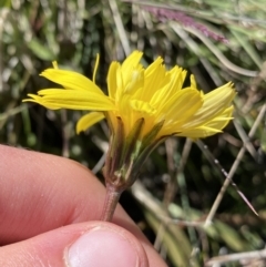 Microseris lanceolata at Rendezvous Creek, ACT - 20 Dec 2022