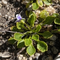 Viola improcera (Dwarf Violet) at Rendezvous Creek, ACT - 20 Dec 2022 by NedJohnston