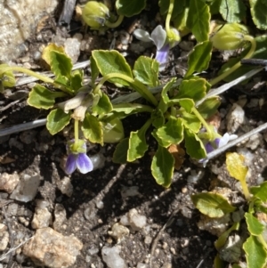 Viola improcera at Rendezvous Creek, ACT - 20 Dec 2022 04:26 PM