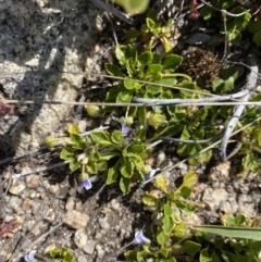 Viola improcera at Rendezvous Creek, ACT - 20 Dec 2022 04:26 PM