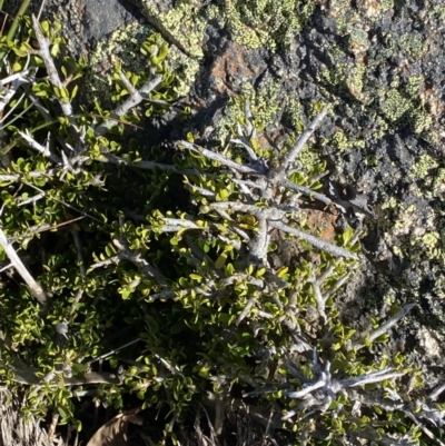 Melicytus angustifolius subsp. divaricatus (Divaricate Tree Violet) at Yaouk, NSW - 20 Dec 2022 by NedJohnston