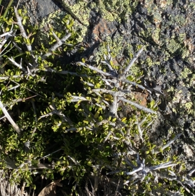 Melicytus angustifolius subsp. divaricatus (Divaricate Tree Violet) at Scabby Range Nature Reserve - 20 Dec 2022 by Ned_Johnston