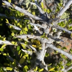 Melicytus angustifolius subsp. divaricatus at Yaouk, NSW - 20 Dec 2022 04:04 PM