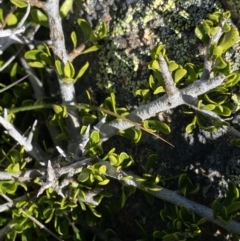 Melicytus angustifolius subsp. divaricatus at Yaouk, NSW - 20 Dec 2022 04:04 PM