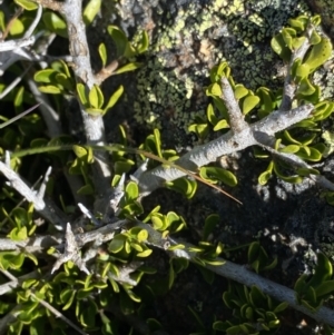 Melicytus angustifolius subsp. divaricatus at Yaouk, NSW - 20 Dec 2022