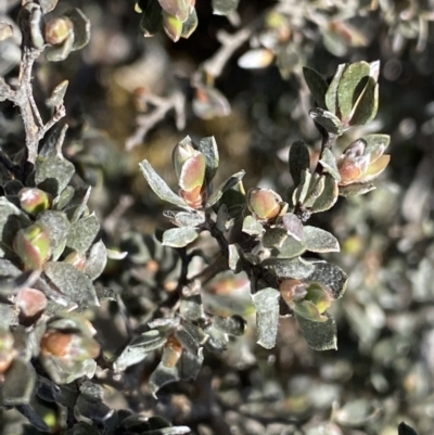 Gaudium namadgiense (Namadgi Tea-tree) at Yaouk, NSW - 20 Dec 2022 by NedJohnston
