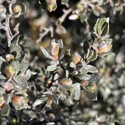 Gaudium namadgiense (Namadgi Tea-tree) at Yaouk, NSW - 20 Dec 2022 by Ned_Johnston