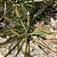 Hakea lissosperma (Needle Bush) at Rendezvous Creek, ACT - 20 Dec 2022 by Ned_Johnston