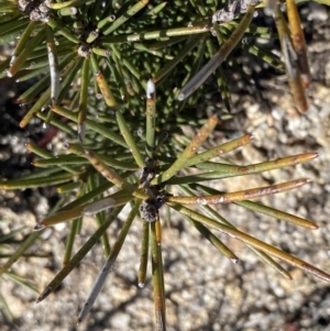 Hakea lissosperma at Rendezvous Creek, ACT - 20 Dec 2022