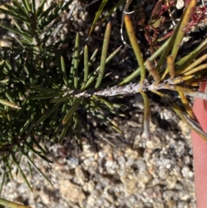 Hakea lissosperma at Rendezvous Creek, ACT - 20 Dec 2022