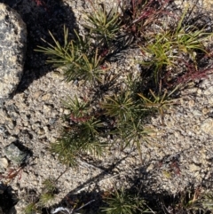 Hakea lissosperma at Rendezvous Creek, ACT - 20 Dec 2022