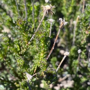 Olearia sp. Rhizomatica (I.R.Telford 11549) at Rendezvous Creek, ACT - 20 Dec 2022