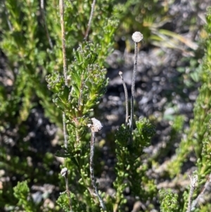 Olearia sp. Rhizomatica (I.R.Telford 11549) at Rendezvous Creek, ACT - 20 Dec 2022