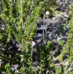 Olearia sp. Rhizomatica (I.R.Telford 11549) at Yaouk, NSW - 20 Dec 2022