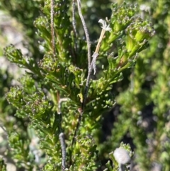 Olearia sp. Rhizomatica (I.R.Telford 11549) at Rendezvous Creek, ACT - 20 Dec 2022