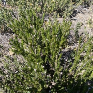 Olearia sp. Rhizomatica (I.R.Telford 11549) at Rendezvous Creek, ACT - 20 Dec 2022