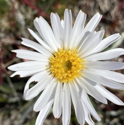 Celmisia tomentella (Common Snow Daisy) at Rendezvous Creek, ACT - 20 Dec 2022 by Ned_Johnston