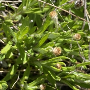 Leptorhynchos squamatus subsp. alpinus at Rendezvous Creek, ACT - 20 Dec 2022