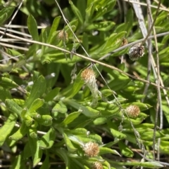 Leptorhynchos squamatus subsp. alpinus at Rendezvous Creek, ACT - 20 Dec 2022 03:45 PM