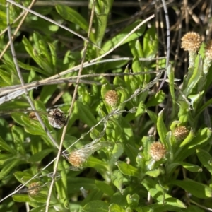 Leptorhynchos squamatus subsp. alpinus at Rendezvous Creek, ACT - 20 Dec 2022 03:45 PM