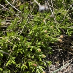 Leptorhynchos squamatus subsp. alpinus at Rendezvous Creek, ACT - 20 Dec 2022