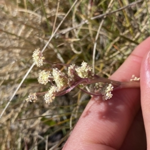 Aciphylla simplicifolia at Yaouk, NSW - 20 Dec 2022