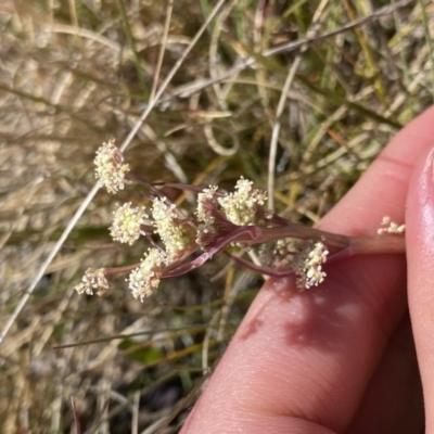 Aciphylla simplicifolia (Mountain Aciphyll) at Scabby Range Nature Reserve - 20 Dec 2022 by Ned_Johnston