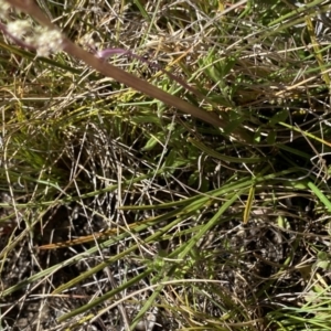 Aciphylla simplicifolia at Yaouk, NSW - 20 Dec 2022